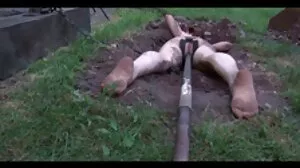 BBW கருப்பு பெண் சவாரி செய்யும் ஒல்லியான வெள்ளை நண்பா