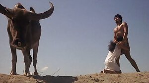 காக்சக்கிங்